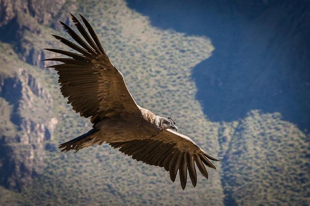 18 Colca Canyon, condor.jpg